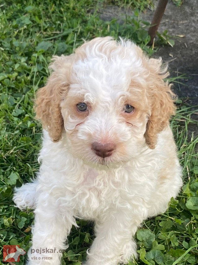 Lagotto Romagnolo s PP