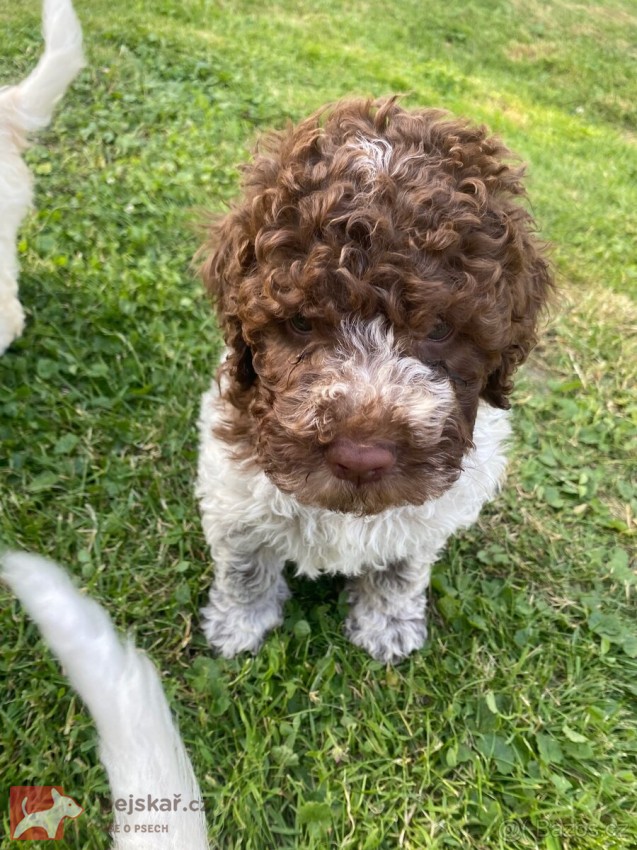 Lagotto Romagnolo s PP