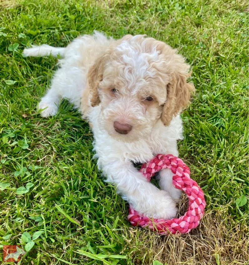 Lagotto Romagnolo s PP