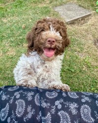 Inzerce psů Lagotto Romagnolo s PP