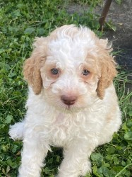 Lagotto Romagnolo s PP
