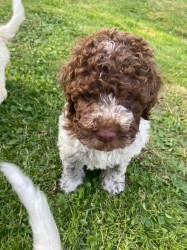 Lagotto Romagnolo s PP