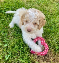 Lagotto Romagnolo s PP