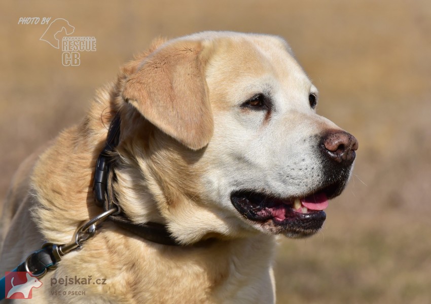 Darujeme opuštěného labradora