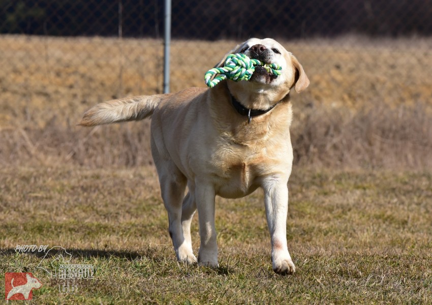 Darujeme opuštěného labradora