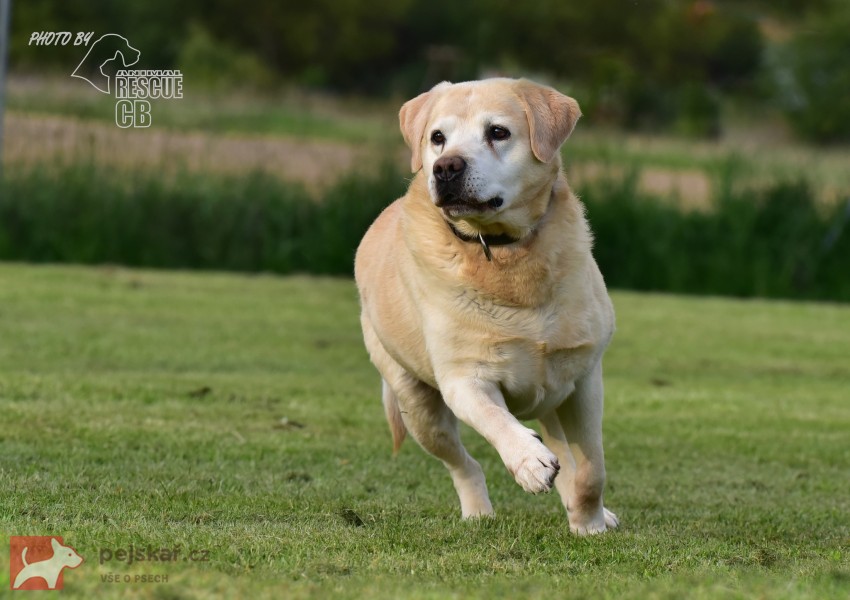 Darujeme opuštěného labradora
