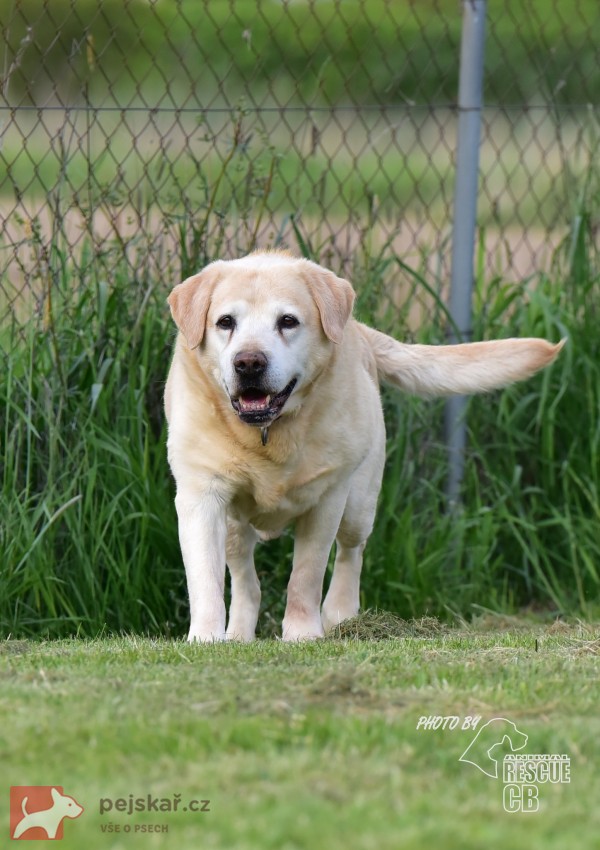 Darujeme opuštěného labradora