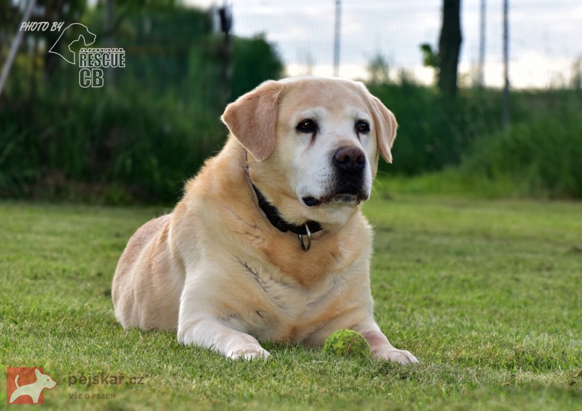 Darujeme opuštěného labradora