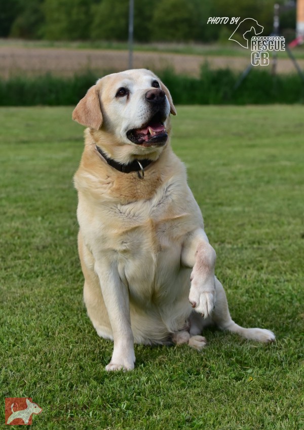 Darujeme opuštěného labradora