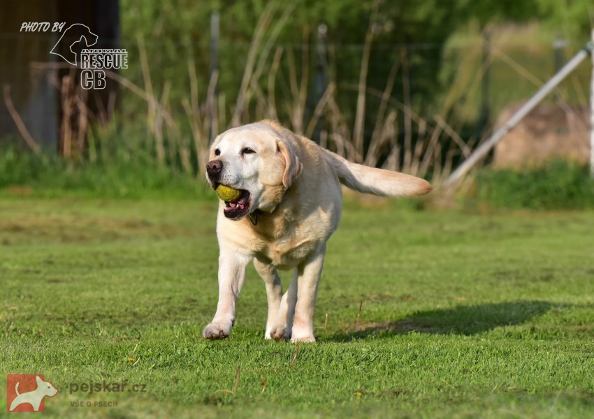 Darujeme opuštěného labradora