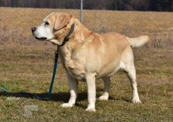 Inzerce psů Darujeme opuštěného labradora