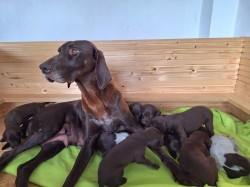 Štěňata Německého krátkosrstého ohaře