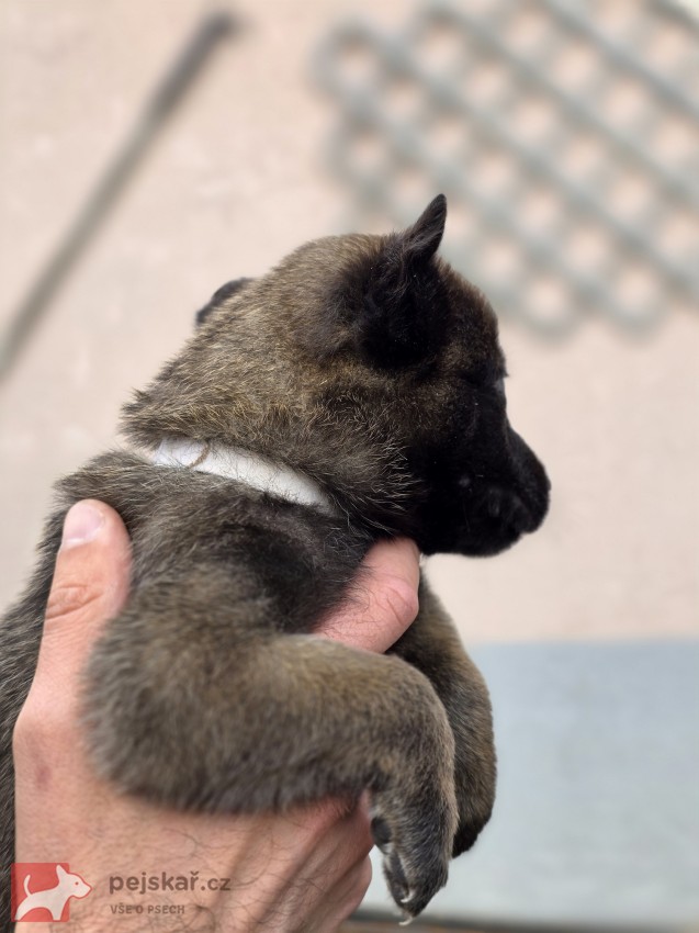 Prodám štěněta Belgický ovčák Malinois s PP