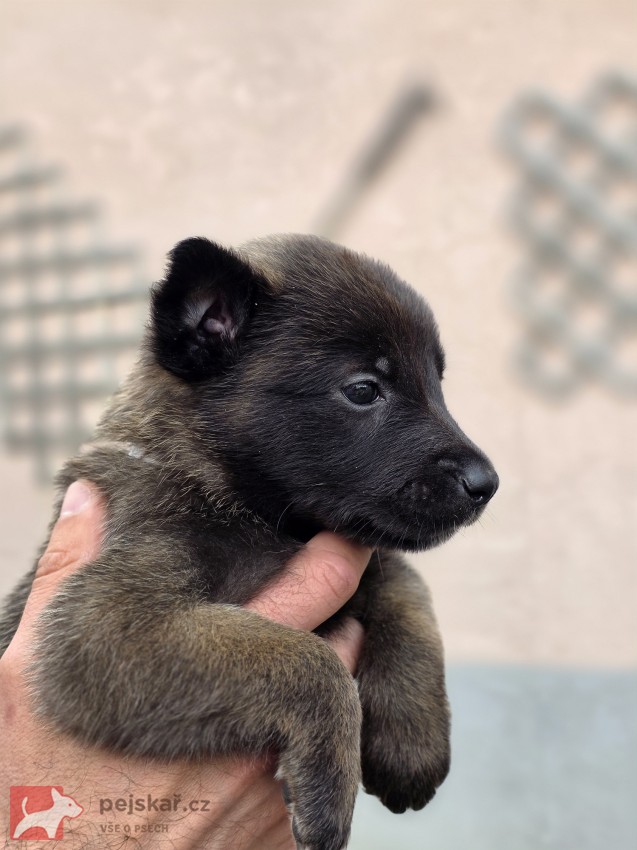 Prodám štěněta Belgický ovčák Malinois s PP