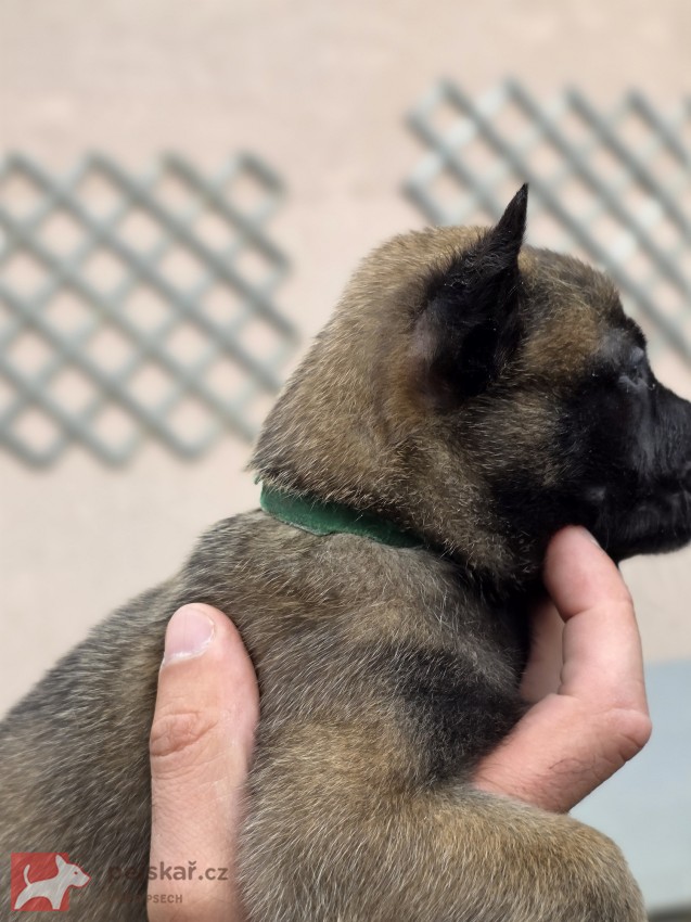 Prodám štěněta Belgický ovčák Malinois s PP