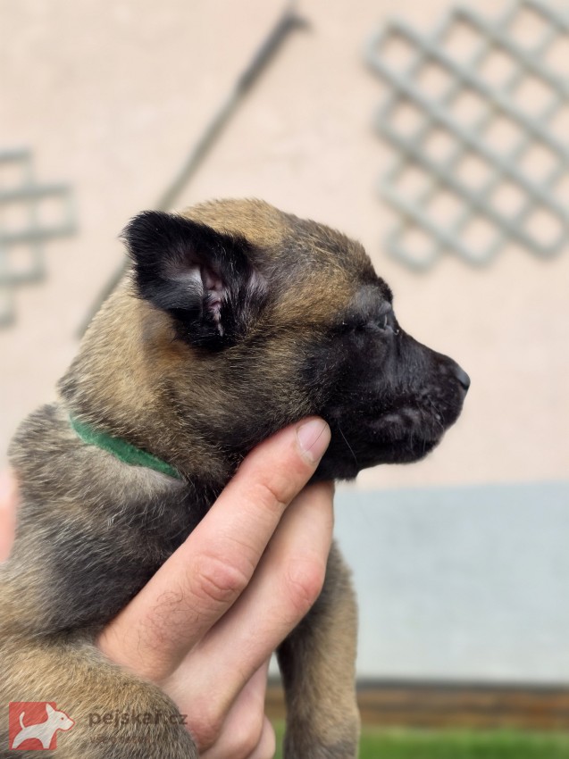 Prodám štěněta Belgický ovčák Malinois s PP