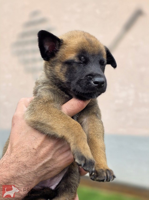 Prodám štěněta Belgický ovčák Malinois s PP