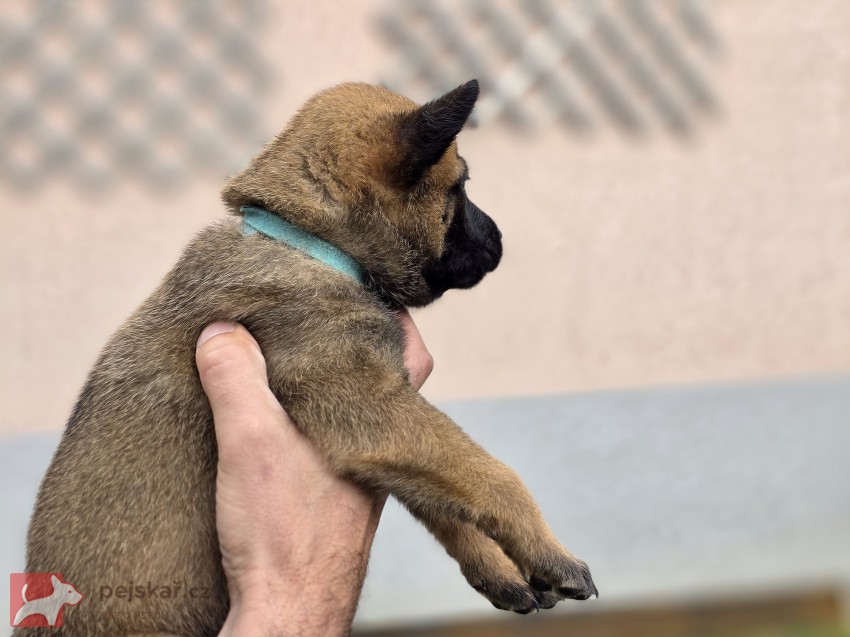 Prodám štěněta Belgický ovčák Malinois s PP