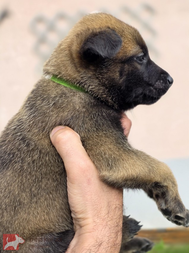 Prodám štěněta Belgický ovčák Malinois s PP