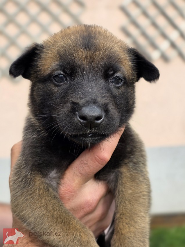 Prodám štěněta Belgický ovčák Malinois s PP