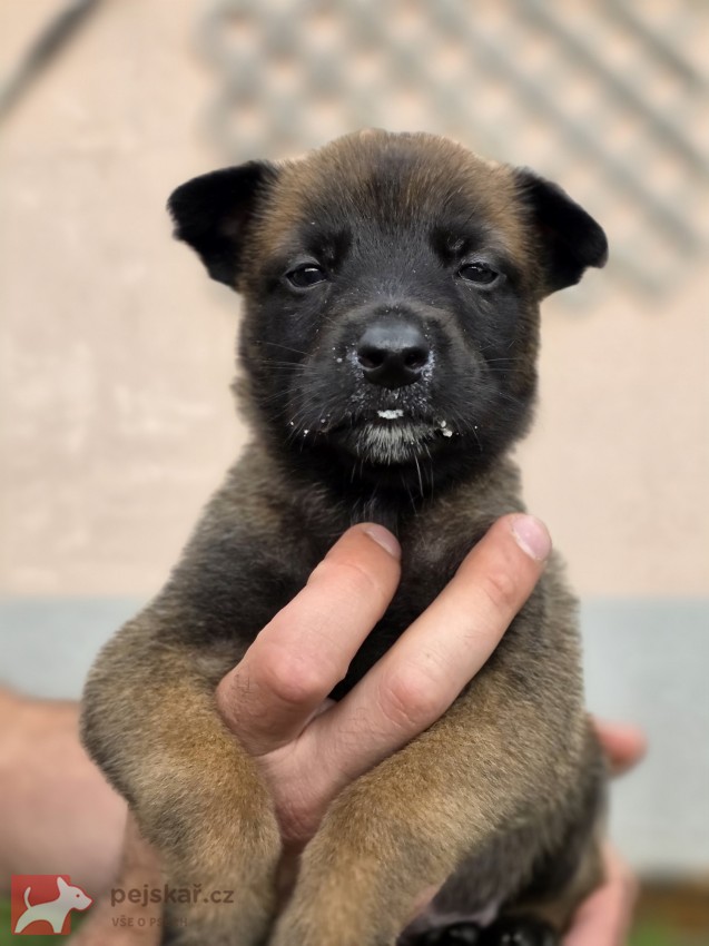 Prodám štěněta Belgický ovčák Malinois s PP