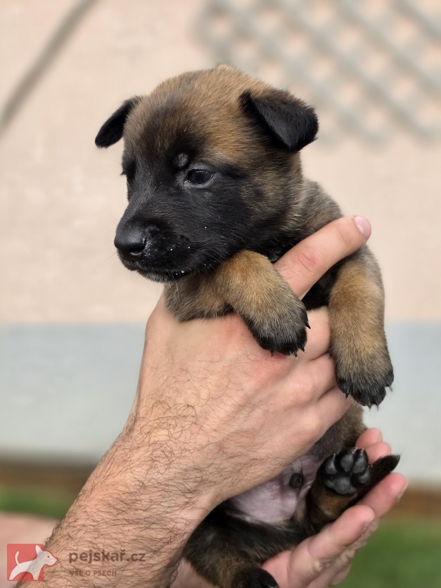 Prodám štěněta Belgický ovčák Malinois s PP