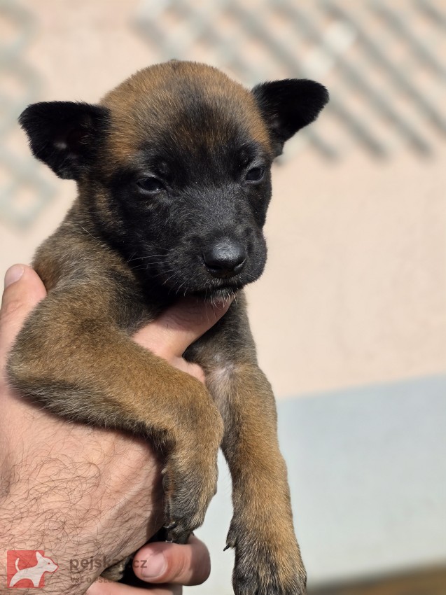 Prodám štěněta Belgický ovčák Malinois s PP