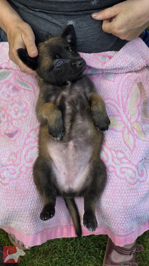 Prodám štěněta Belgický ovčák Malinois s PP