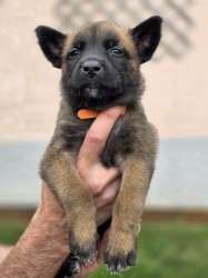 Prodám štěněta Belgický ovčák Malinois s PP