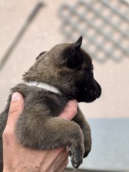 Prodám štěněta Belgický ovčák Malinois s PP