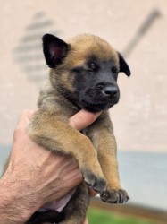 Prodám štěněta Belgický ovčák Malinois s PP