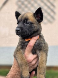 Prodám štěněta Belgický ovčák Malinois s PP
