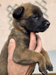 Prodám štěněta Belgický ovčák Malinois s PP