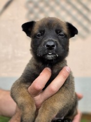 Prodám štěněta Belgický ovčák Malinois s PP