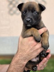 Prodám štěněta Belgický ovčák Malinois s PP