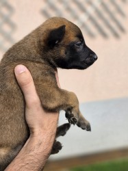 Prodám štěněta Belgický ovčák Malinois s PP