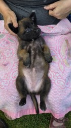 Prodám štěněta Belgický ovčák Malinois s PP