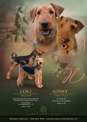 Airedale terrier , erdelterier
