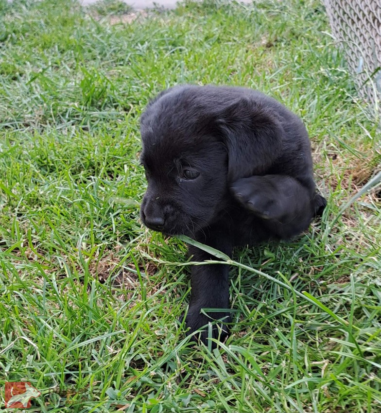 Černá štěňátka labradora s PP