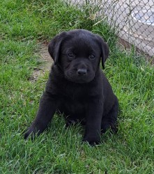 Černá štěňátka labradora s PP
