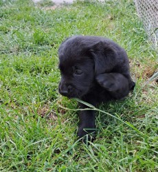 Černá štěňátka labradora s PP