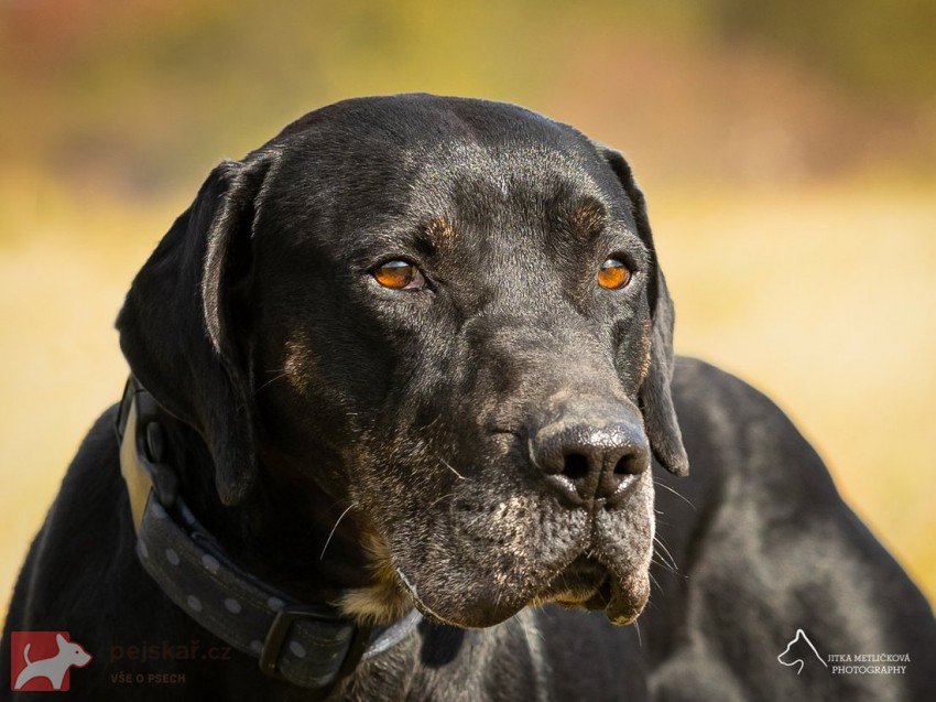 Urumaco k adopci
