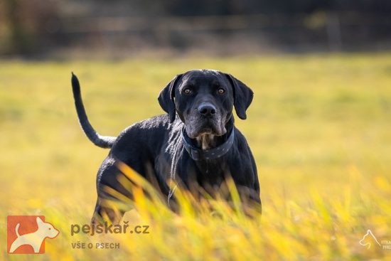 Urumaco k adopci