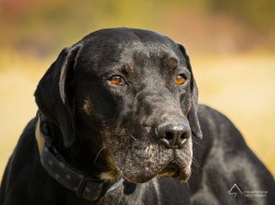 Inzerce psů Urumaco k adopci