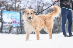 Kačenka k adopci