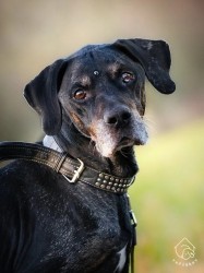 Idaho k adopci