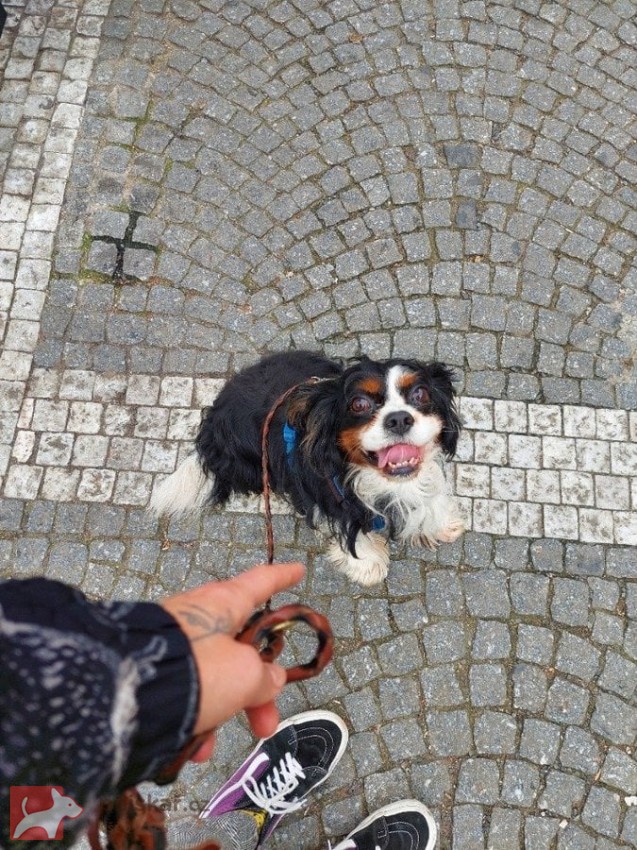 Matýsek k adopci Matýsek k adopci