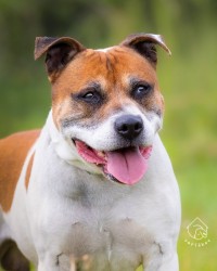 Marley k adopci