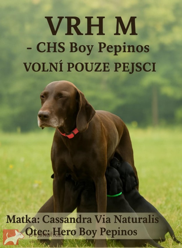 Nabídka štěňat německého krátkosrstého ohaře Nabídka štěňat německého krátkosrstého ohaře