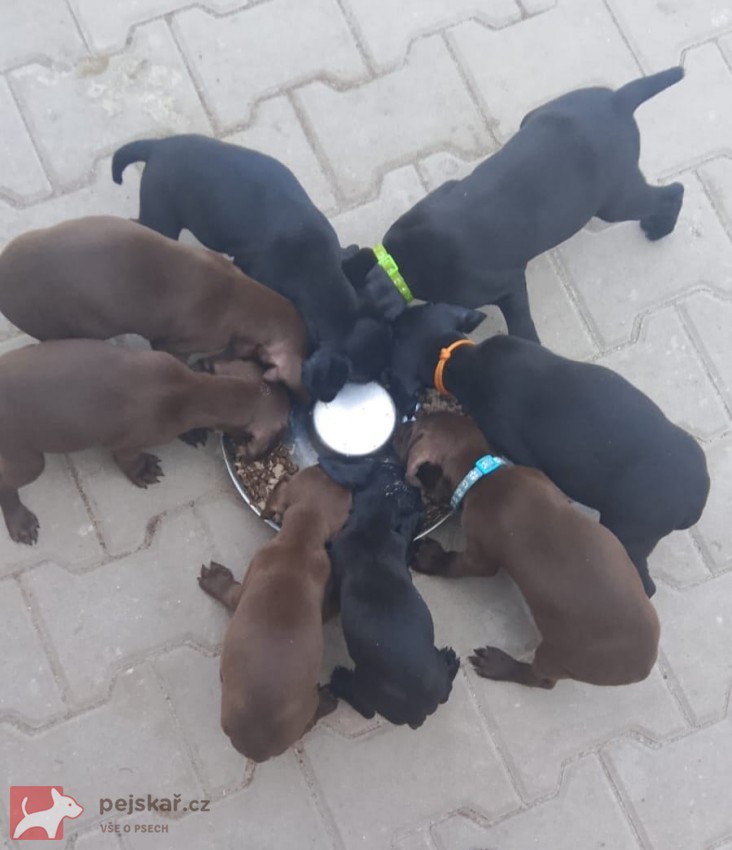 Nabídka štěňat německého krátkosrstého ohaře Nabídka štěňat německého krátkosrstého ohaře